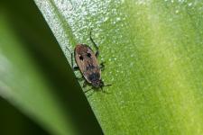 Graptopeltus lynceus - Insecte mesurant 8 mm environ sur feuille de Tractema lilio-hyacinthus