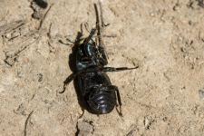 Dorcus parallelipipedus - Femelle de 2 cm environ vue de dessous.