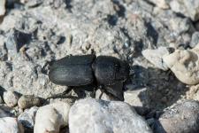 Dorcus parallelipipedus - Femelle de 2 cm environ.