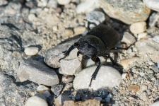 Dorcus parallelipipedus - Femelle de 2 cm environ.