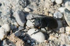Dorcus parallelipipedus - Femelle de 2 cm environ.