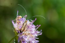 Nemophora metallica (femelle)