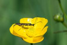 Calameuta filiformis - Insecte mesurant environ 12 mm sur fleur de renoncule.