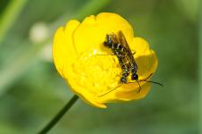Calameuta filiformis - accouplement sur fleur de renoncule