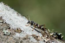 Clytus arietis - sur des troncs de htres entasss en bordure de fort