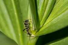 Clytus arietis