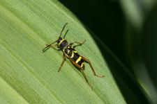 Clytus arietis