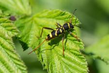 Clytus arietis - Longicorne mesurant 15 mm environ. Avec ses antennes bicolores : premiers articles roux, les suivants bruns ou noirs, on ne peut pas le confondre avec dautres espces du genre Clytus.