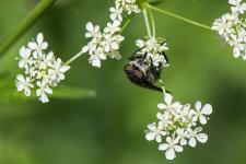 Hybomitra aterrima - Femelle mesurant un peu moins de 20 mm