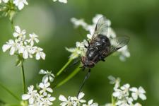 Hybomitra aterrima - Femelle mesurant un peu moins de 20 mm