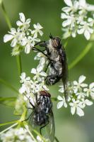 Hybomitra aterrima - Femelle mesurant un peu moins de 20 mm