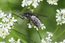 Hybomitra aterrima - Femelle mesurant un peu moins de 20 mm