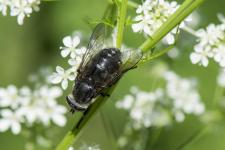 Hybomitra aterrima - Femelle mesurant un peu moins de 20 mm