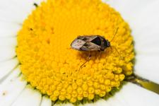 Trapezonotus ullrichi - Insecte mesurant 5 mm environ sur marguerite.