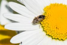 Trapezonotus ullrichi - Insecte mesurant 5 mm environ sur marguerite.