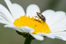Trapezonotus ullrichi - Insecte mesurant 5 mm environ sur marguerite.