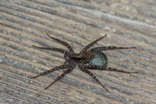 Acantholycosa lignaria ou Acantholycosa norvegica sudetica - Femelle mesurant 7 ou 8 mm rencontre au niveau subalpin. La diffrenciation entre les 2 espces qui sont trs proches est difficile  faire avec ces photos. Il faudrait une vue trs prcise des pines du tibia 1 pour les sparer.