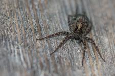 Acantholycosa lignaria ou Acantholycosa norvegica sudetica - Femelle mesurant 7 ou 8 mm rencontre au niveau subalpin. La diffrenciation entre les 2 espces qui sont trs proches est difficile  faire avec ces photos. Il faudrait une vue trs prcise des pines du tibia 1 pour les sparer.