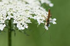 Lissonota sp. (mle) - Il sagit sur cette planche de mles et de femelles mesurant 1 cm environ trs probablement de la mme espce, proche de Lissonota cruentator, malheureusement, je ne ne la connais pas.