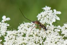 Lissonota sp. (femelle) - Il sagit sur cette planche de mles et de femelles mesurant 1 cm environ trs probablement de la mme espce, proche de Lissonota cruentator, malheureusement, je ne ne la connais pas.