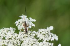Lissonota sp. (femelle) - Il sagit sur cette planche de mles et de femelles mesurant 1 cm environ trs probablement de la mme espce, proche de Lissonota cruentator, malheureusement, je ne ne la connais pas.