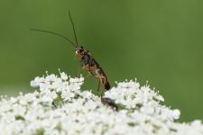 Lissonota sp. (femelle) - Il sagit sur cette planche de mles et de femelles mesurant 1 cm environ trs probablement de la mme espce, proche de Lissonota cruentator, malheureusement, je ne ne la connais pas.