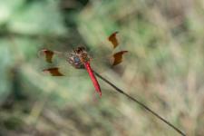 Sympetrum pedemontanum (mle)