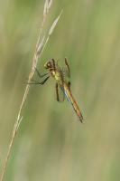 Sympetrum pedemontanum - Femelle mesurant environ 35 mm de long.