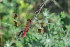 Sympetrum pedemontanum - Mle mesurant environ 35 mm de long.