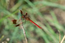 Sympetrum pedemontanum (mle)