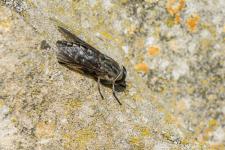 Tabanus autumnalis - Femelle de 18 mm environ