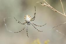 Argiope lobata - femelle mesurant 14 mm environ