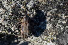 Mecaspis alternans