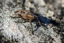 Mecaspis alternans