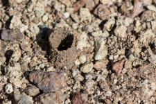 Ceramius sp. - On voit ici la chemine daccs au nid construite par la femelle.