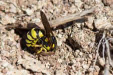 Ceramius sp. (femelle) - Il sagit ici dune gupe maonne dela sous-famille Masarinae.