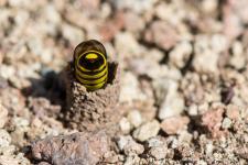 Ceramius sp. (femelle) - Il sagit ici dune gupe maonne dela sous-famille Masarinae.