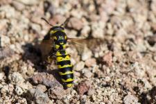 Ceramius sp. (femelle) - Il sagit ici dune gupe maonne dela sous-famille Masarinae.