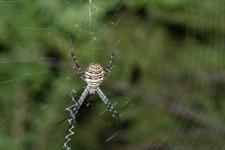 Argiope trifasciata (femelle) - 25 mm environ