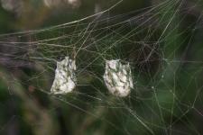 Argiope trifasciata - Oothques (Cocons de bbs dArgiope trifasciata, la femelle est sur les 2 photos antrieures)