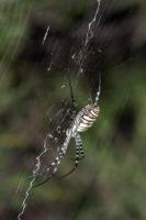 Argiope trifasciata (femelle) - 25 mm environ