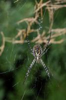 Argiope trifasciata (femelle) - 23 mm environ