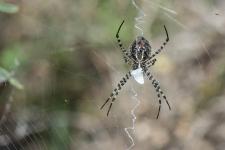 Argiope trifasciata - femelle mesurant 20 mm environ, vue ventrale