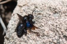 Xylocopa valga (mle) - Larticle 3 des antennes = articles 4+5 permet de diffrencier Xylocopa valga de Xylocopa violacea.