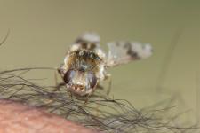 Gasterophilus intestinalis - Femelle mesurant 10 mm parasitant les quids.