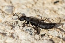 Ocypus olens - Femelle mesurant environ 3 cm