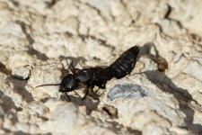 Ocypus olens - Femelle mesurant environ 3 cm
