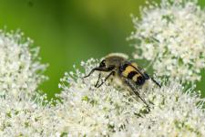 Trichius fasciatus