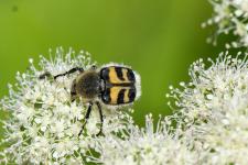 Trichius fasciatus