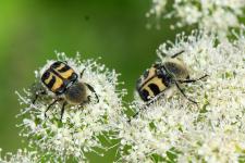 Trichius fasciatus
